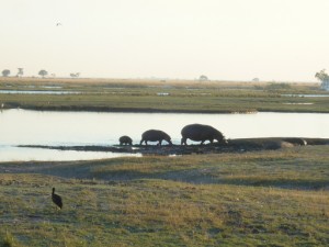 chobe_hyppo